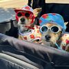 dogcrushboutique