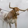 bevo1