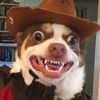 content_hound