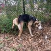 the.dog.biscuit