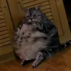 ovejakun
