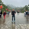Tùng trần