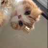 koalaa21_