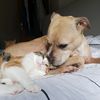 rescuedbymyrescues