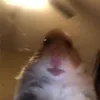 guppiegoldfish