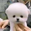 tung_petgroomer
