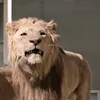 rainesmedia