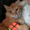 chayanne_the_cat