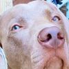 biggreydogs30