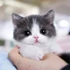 meowwww12a