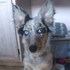 dog.snob