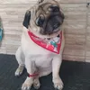 qls_beninho0990