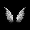 noha_566