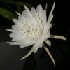 chimou0811