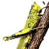 pakbelalang110