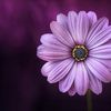 wonder.075