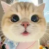 lminhtai12