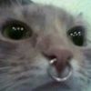 britainkitten23