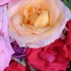 f.flower887