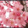 blossom._._._d