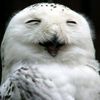 sleepy_owlll