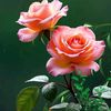 user165518283939priya