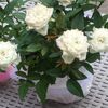 claudia_rosiniqr