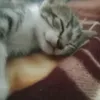 cokkiebetty
