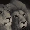 cristiantrifan5
