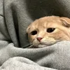 whatisayisbebebebe