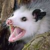 scrumblespabernathyiii