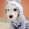 peluchin39