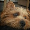 beemo_norfolk