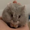 hammyworld