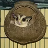 _videl_22