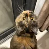 chocopietiu