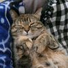 cinnamontabby