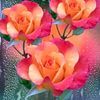 user8227155003131
