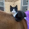 The Ranch Kitty