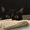 cat.haru_otavio