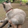 minusbanyak_1