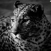 nikolay_sh2020