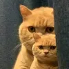 annhatduong