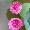tuanhlopyo