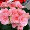 waleedali3213