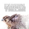 falcon_qtr