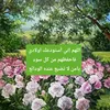 ollfamuhamed