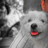 kami_88088