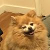 tobiethepom
