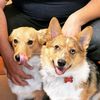 zoomiandlolathecorgis
